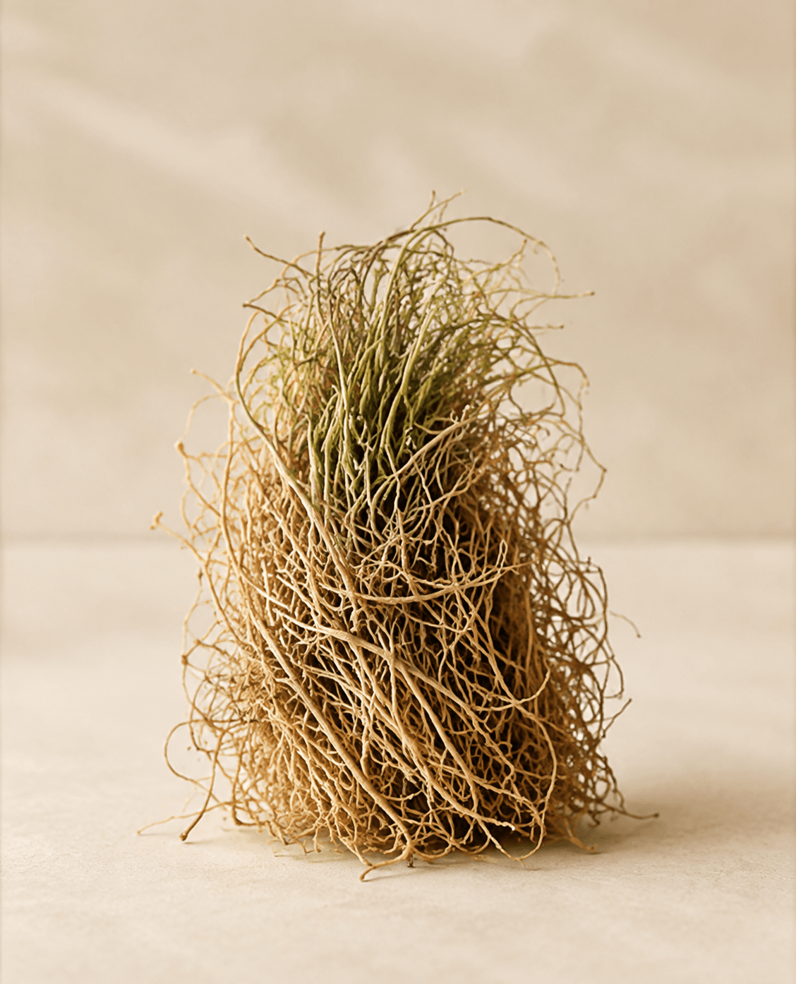 Vetiver