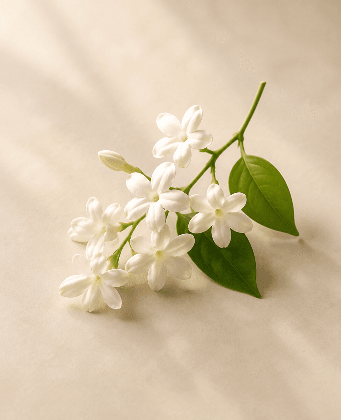 Jasmine